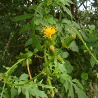 Gynura lycopersicifolia DC.